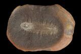 Fossil Worm (Astreptoscolex) Pos/Neg - Illinois #120715-2
